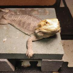 フトアゴヒゲトカゲをもらっていただける方