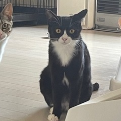 ハチワレとキジトラの元気な姉妹猫です