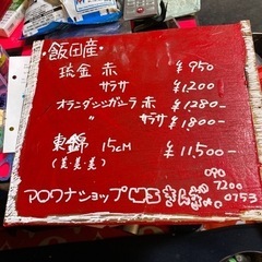 飯田産　きんぎょ　販売中