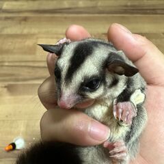 フクロウモモンガ二匹、ハリネズミの里親募集です