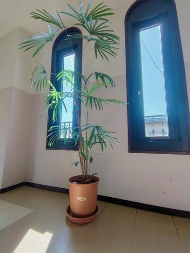 観葉植物カンノンチク（約2m）