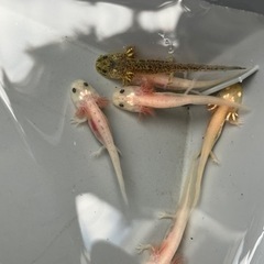 ウーパールーパー　5センチ程度　生後1ヶ月半　赤ちゃん　マーブル　アルビノの画像