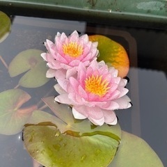 温帯睡蓮子株　スイレン　　の画像