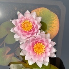 温帯睡蓮子株　スイレン　　の画像