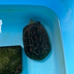 クサガメ