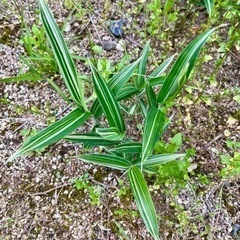 葉色がキレイな笹　2種類の画像