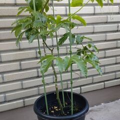 パッションフルーツ　１０号スリット鉢