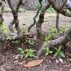 再値下げ　皐月　根ずらの画像