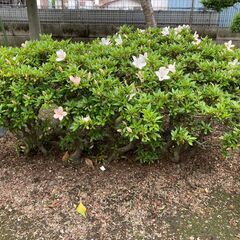 再値下げ　皐月　根ずらの画像