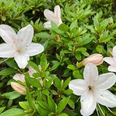 再値下げ　皐月　根ずら