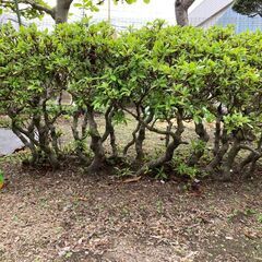 再値下げ　皐月　根ずらの画像