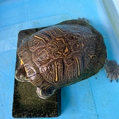 アカミミガメ