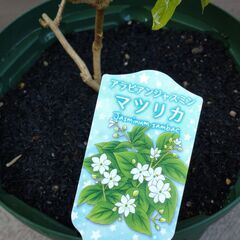 ジャスミン　マツリカ　茉莉花　スリット鉢付き