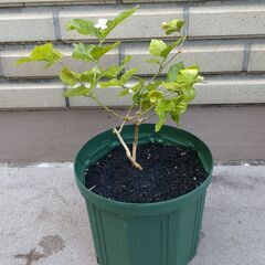 ジャスミン　マツリカ　茉莉花　スリット鉢付きの画像