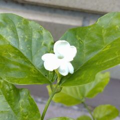 ジャスミン　マツリカ　茉莉花　スリット鉢付きの画像