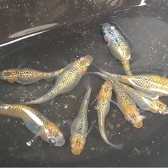 メダカ🐟ベテルギウス1ペア