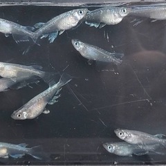 メダカ🐟ホワイトドラゴンRLF🎈1ペア