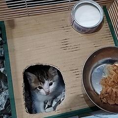 子猫　２ヶ月位だと思います　性別判断付かず(写真追加)