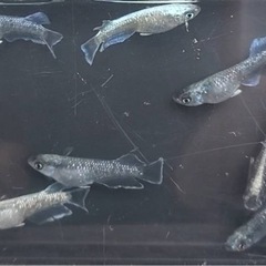 メダカ🐟ノワールグロウ🎈1ペア