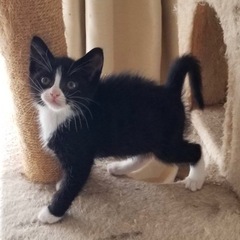 オス子猫の兄弟