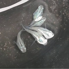 メダカ🐟深海ダルマ1ペア