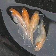 メダカ🐟深紅のデーンモルフォキッシングΩ🎈1ペア