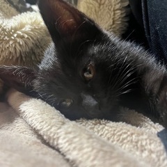 かわいい子猫の女の子