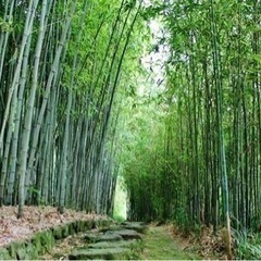 竹林整備します