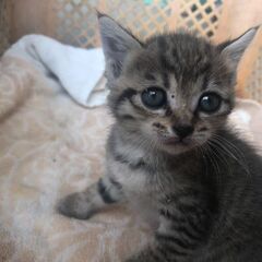 保護猫です。お願いします。