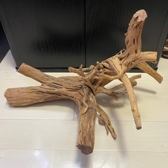 アク抜き済み流木