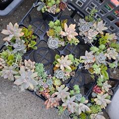 多肉植物　6センチポットに寄せ植え