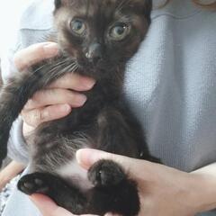 黒猫子猫ちゃん 2ヶ月くらい