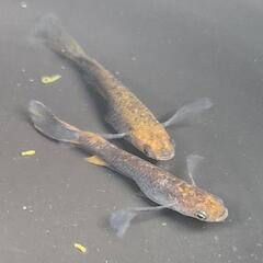 【サウザーメダカ】琉虎鰭長(りゅうこひれなが)♪今年も激安‼️の画像