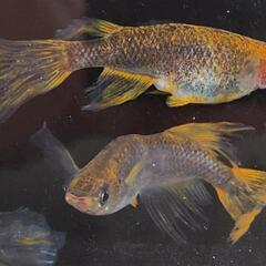 【サウザーメダカ】琉虎鰭長(りゅうこひれなが)♪今年も激安‼️の画像