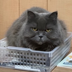 スコティッシュロングヘアー