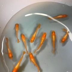 メダカ　プラチナ牡丹　10匹