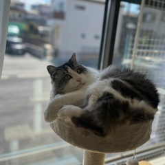 たぶんノルウェージャンフォレストキャット