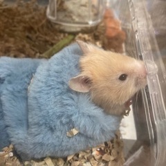 ハムスター好きな方