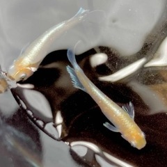 レッドクリフ紅白　メダカ