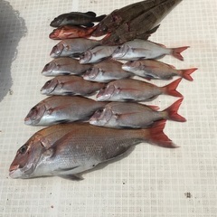 伊良湖漁港から遊漁船乗りませんか？