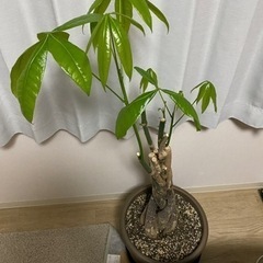 生活雑貨 家庭用品 ガーデニング