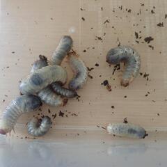 【決まりました】スペキオーサ・シアノクロラ幼虫10匹セット①の画像