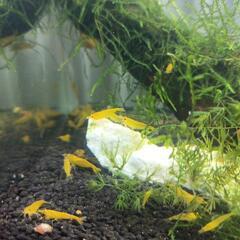 🍤黄エビの画像