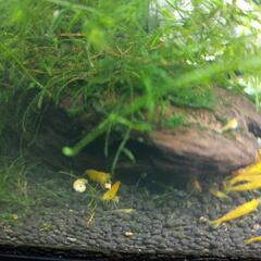 🍤黄エビの画像