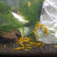 🍤黄エビの画像