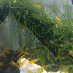 🍤黄エビの画像