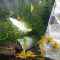 🍤黄エビの画像