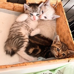 子猫里親募集‼️ 生後1ヶ月　オス3匹、メス3匹　5月25.26...
