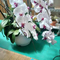 胡蝶蘭　7本仕立て　花終わり鉢付き