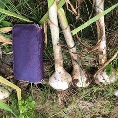 ニンニクの画像